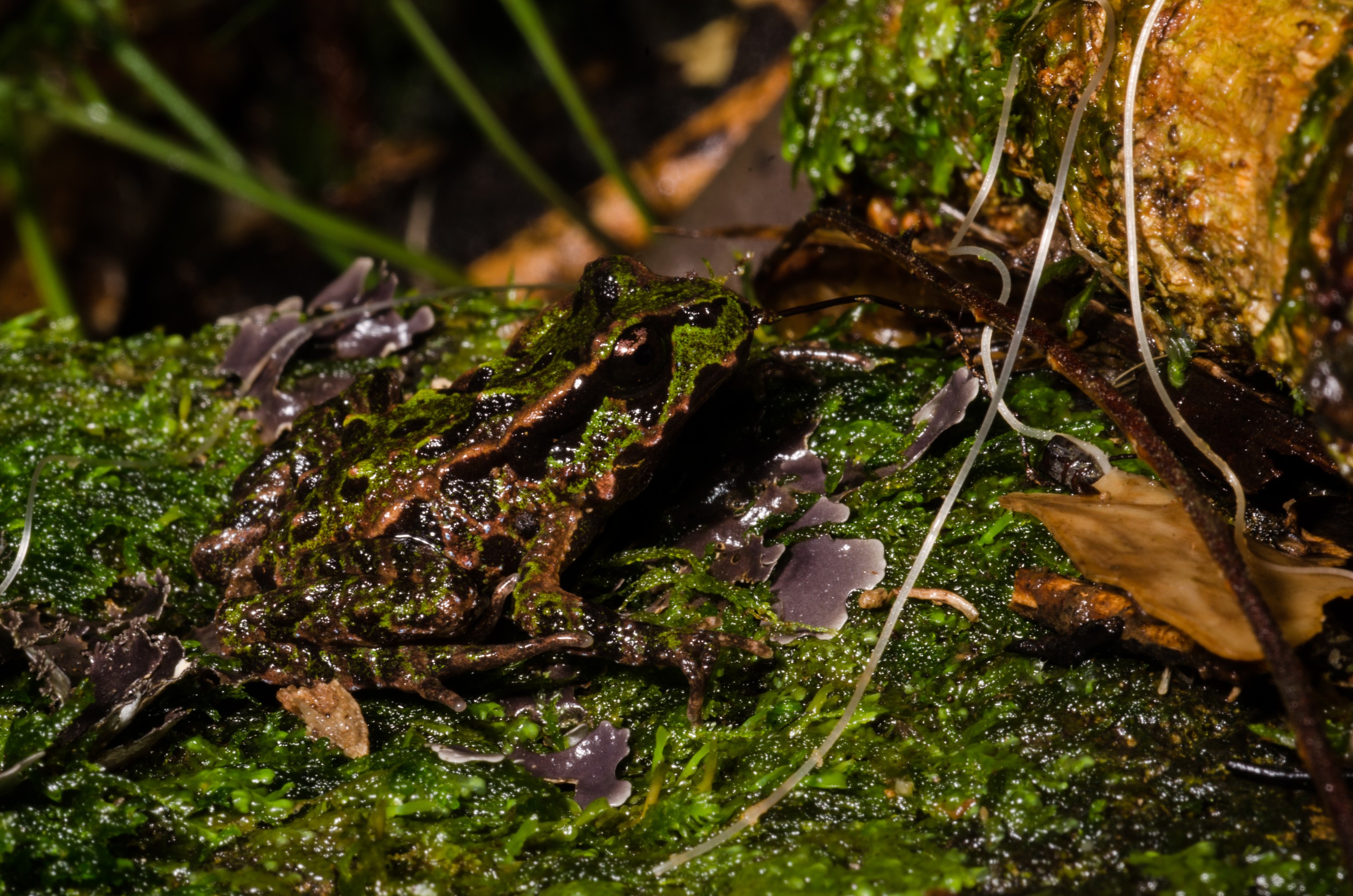 DSC_9632 – Archey's, frog, Leiopelma, archeyi, amphibian, archey, archeys, coromandel, rare, Crispin, reptiles, amphibians, rare, cold, blood, new, new zealand, zealand, nz